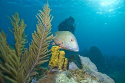Red Snapper over sponge, Sunset House, Grand Cayman, D200... by Michael Foulds 
